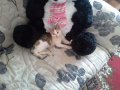 Ищет дом трёхцветный котёнок! в городе Набережные Челны, фото 1, Татарстан