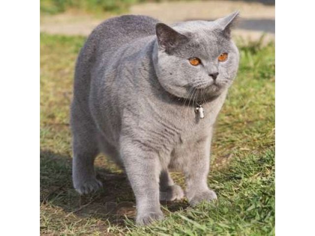Купить британского котенка недорого в городе Владикавказ, фото 1, стоимость: 10 000 руб.