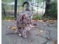 Серенький в полоску котенок ищет дом. в городе Ставрополь, фото 1, Ставропольский край