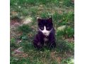 Кошечка милашка ищет дом) в городе Ставрополь, фото 1, Ставропольский край
