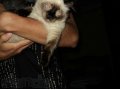 Продаю котят в городе Изобильный, фото 1, Ставропольский край