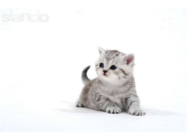 Британские котята в городе Архангельск, фото 1, Кошки