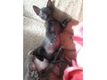 Продам котенка донского сфинкса,девочка,родилась 16.02.2013г в городе Лесной, фото 1, Свердловская область