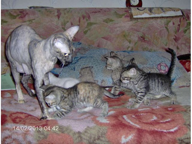 Кошки рождаются с шерстью. У сфинкса родились котята с шерстью. У Донского сфинкса родились пушистые котята. Сфинкс родился пушистым. У лысых кошек родились котята с шерстью.
