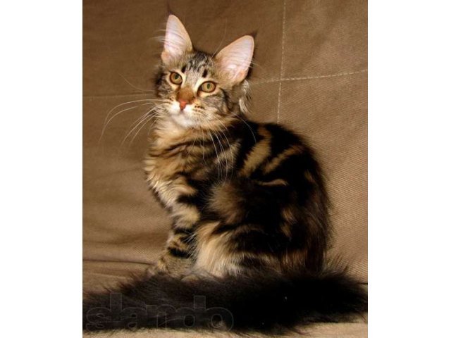 Котята Мейн Кун Купить В Туле