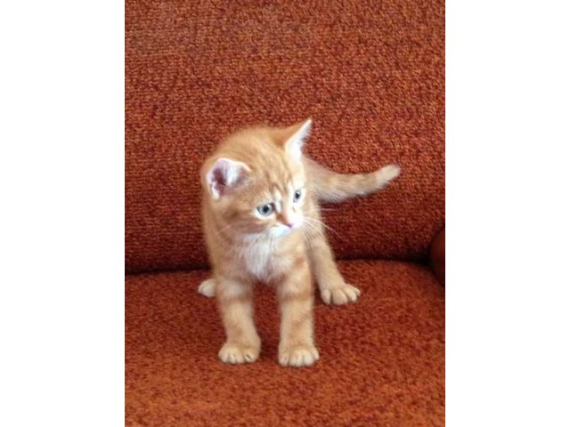 Продается котенок британской породы в городе Сургут, фото 1, стоимость: 10 000 руб.