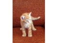 Продается котенок британской породы в городе Сургут, фото 1, Ханты-Мансийский автономный округ