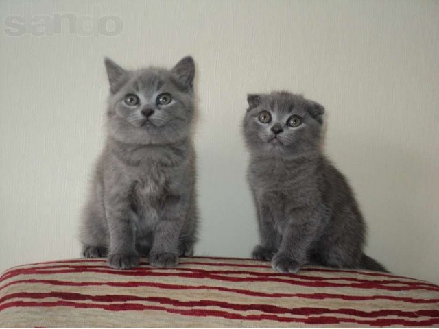 Британские котята в городе Бийск, фото 3, стоимость: 1 500 руб.