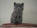 Британские котята в городе Бийск, фото 2, стоимость: 1 500 руб.
