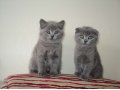 Британские котята в городе Бийск, фото 5, стоимость: 1 500 руб.