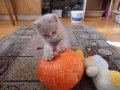 котята шотландские скоттиш страйт в городе Сатка, фото 1, Челябинская область