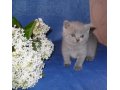 Британские короткошерстные котята! в городе Балабаново, фото 1, Калужская область