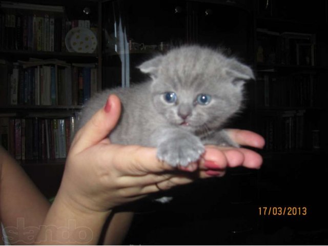 Продаются котята! в городе Великие Луки, фото 2, Псковская область