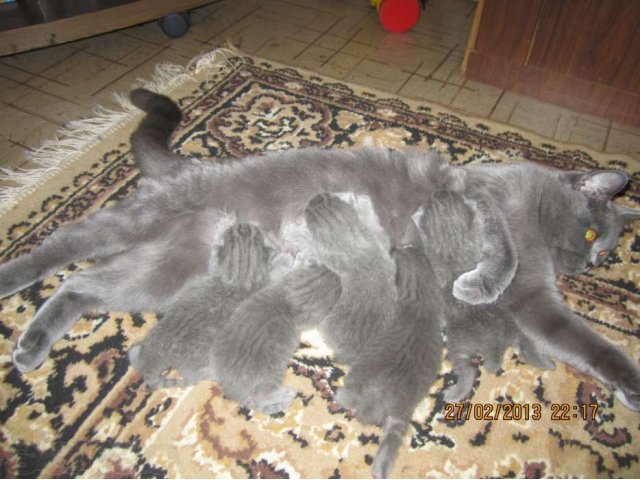 Продаются котята! в городе Великие Луки, фото 3, стоимость: 3 500 руб.