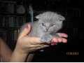 Продаются котята! в городе Великие Луки, фото 2, стоимость: 3 500 руб.