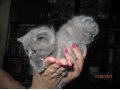 Продаются котята! в городе Великие Луки, фото 4, Псковская область