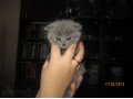 Продаются котята! в городе Великие Луки, фото 5, стоимость: 3 500 руб.
