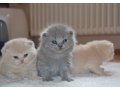 Продаются британские котята , кремового и голубокремового окрасов в городе Рязань, фото 1, Рязанская область