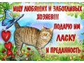Шикарный Кельтский кот даром! в городе Усолье-Сибирское, фото 1, Иркутская область