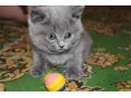 Скоттиш-страйт котята в городе Балашиха, фото 2, стоимость: 6 000 руб.