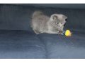 Скоттиш-страйт котята в городе Балашиха, фото 5, стоимость: 6 000 руб.
