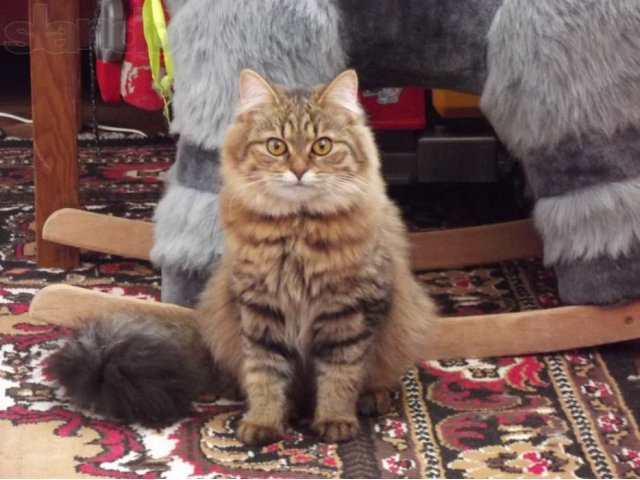 Британская кошечка ищет котика для вязки в городе Ясногорск, фото 1, стоимость: 1 000 руб.