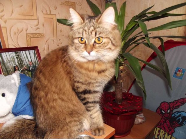 Британская кошечка ищет котика для вязки в городе Ясногорск, фото 4, стоимость: 1 000 руб.