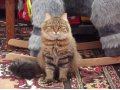 Британская кошечка ищет котика для вязки в городе Ясногорск, фото 1, Тульская область
