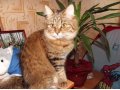 Британская кошечка ищет котика для вязки в городе Ясногорск, фото 4, Тульская область