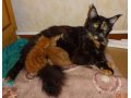 Котята мейн-куна от чемпионов породы,питомник azov star cat в городе Темрюк, фото 1, Краснодарский край