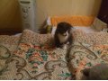 Шотладские вислоухие котята в городе Семилуки, фото 1, Воронежская область