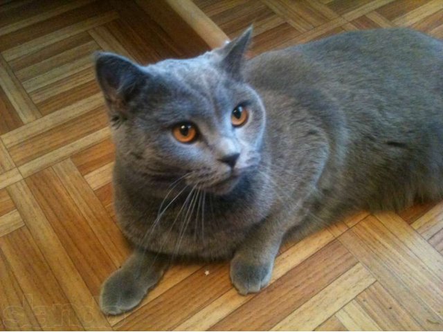 Продам британскую кошку в городе Сургут, фото 1, стоимость: 4 000 руб.