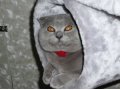 Клубный котик на вязку в городе Геленджик, фото 1, Краснодарский край