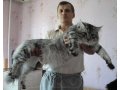 Высокопородные котята Мейн Кун в городе Чита, фото 1, Забайкальский край