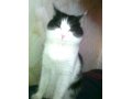 Отдаю хорошого кота Бесплатно 2 года окраска черна-белый в городе Кострома, фото 1, Костромская область
