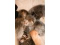 Отдаём наикрасивейших котят в хорошие руки в городе Бугульма, фото 2, стоимость: 0 руб.