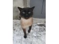 Найден шикарный кот в городе Мончегорск, фото 1, Мурманская область