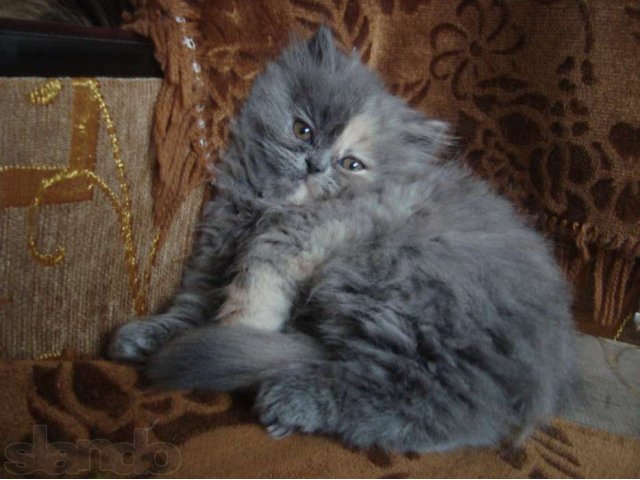 Персидская кошечка ищет новых хозяев в городе Кострома, фото 4, Кошки