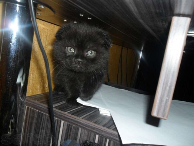 продам котенка в городе Оренбург, фото 1, стоимость: 4 000 руб.