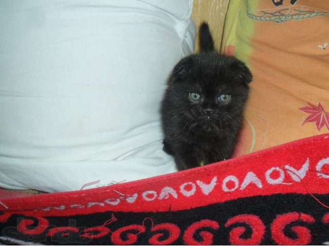 продам котенка в городе Оренбург, фото 4, стоимость: 4 000 руб.