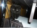 продам котенка в городе Оренбург, фото 1, Оренбургская область