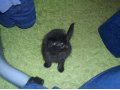 продам котенка в городе Оренбург, фото 3, Кошки