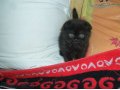 продам котенка в городе Оренбург, фото 4, Оренбургская область