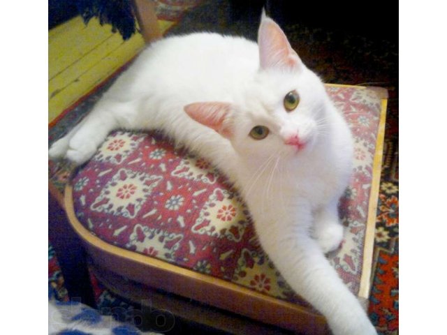 Белоснежная кошечка приглашает на вязку в городе Самара, фото 3, Кошки