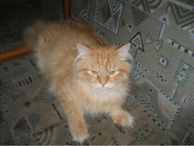 Отдам юного кота в добрые руки в городе Краснознаменск, фото 1, стоимость: 0 руб.