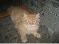 Отдам юного кота в добрые руки в городе Краснознаменск, фото 1, Московская область