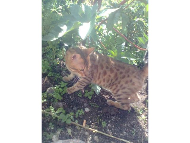 Маленький Домашний Леопард в городе Великие Луки, фото 7, Кошки