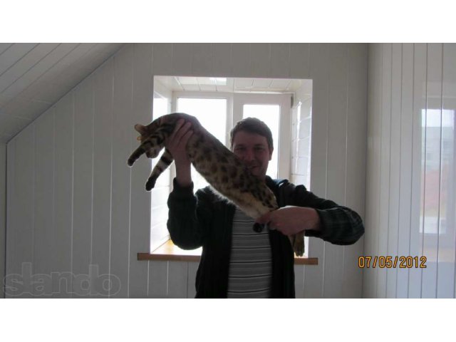 Маленький Домашний Леопард в городе Великие Луки, фото 8, Псковская область