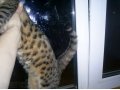 Маленький Домашний Леопард в городе Великие Луки, фото 3, Кошки