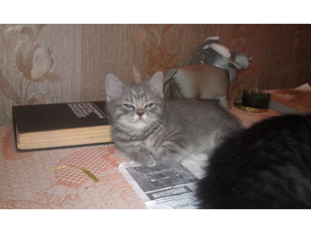 Котята британцы в городе Красково, фото 4, Кошки